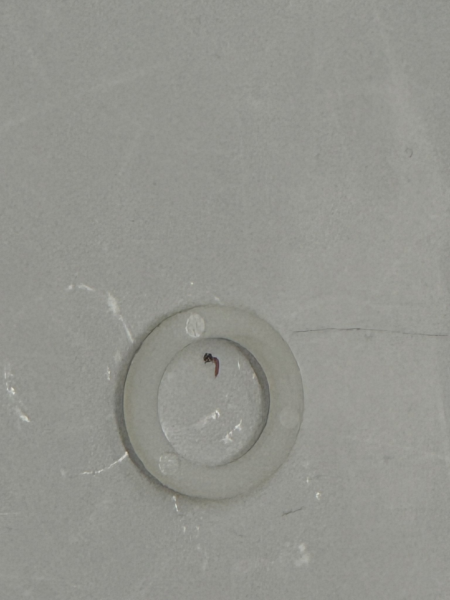 ZBE Wahser Nylong .051 ID
